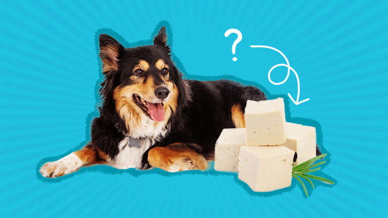 Is tofu 2025 bad for dogs