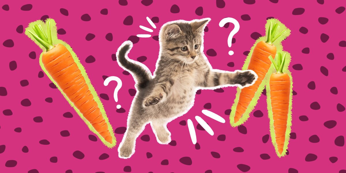 Can i feed my cat carrots outlet