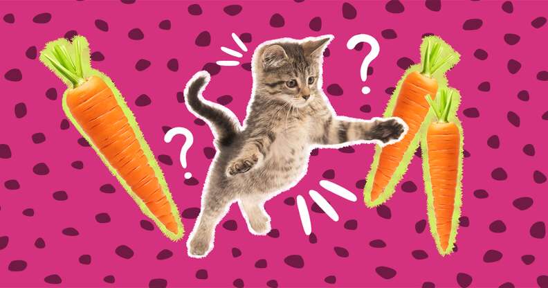 cat jumping and carrots