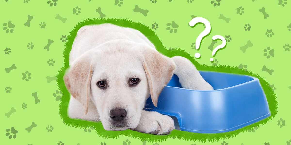 How Long Can A Dog Go Without Eating? A Vet Explains - DodoWell - The Dodo