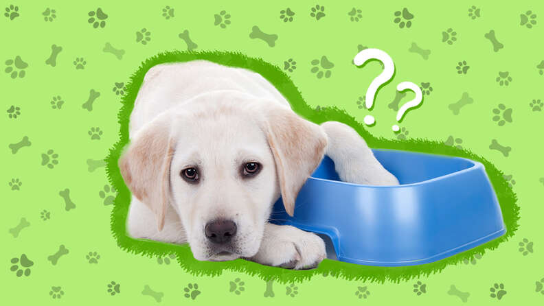 Could Your Dog's Water Bowl Make Him Sick? Here's What You Need To Know