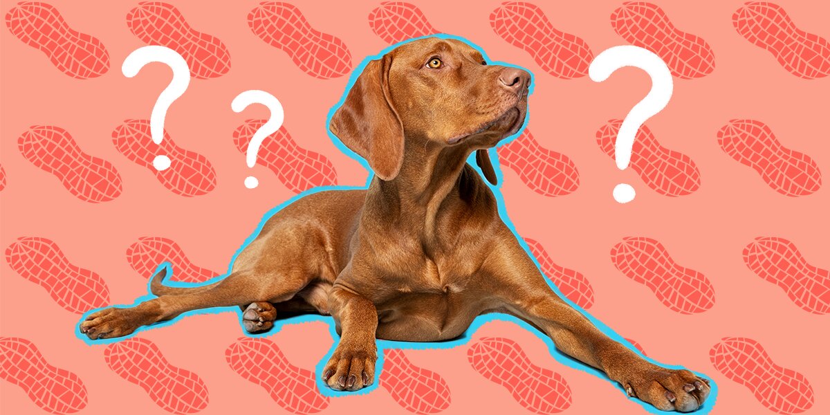 6 Foods to Put on Your Dogs Lick Mat (That Aren't Peanut Butter!)