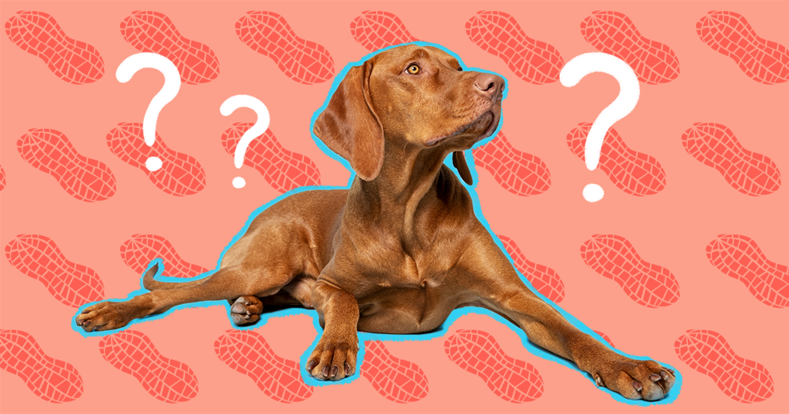 Can Dogs Eat Peanuts? And What Amount Is Safe? DodoWell The Dodo