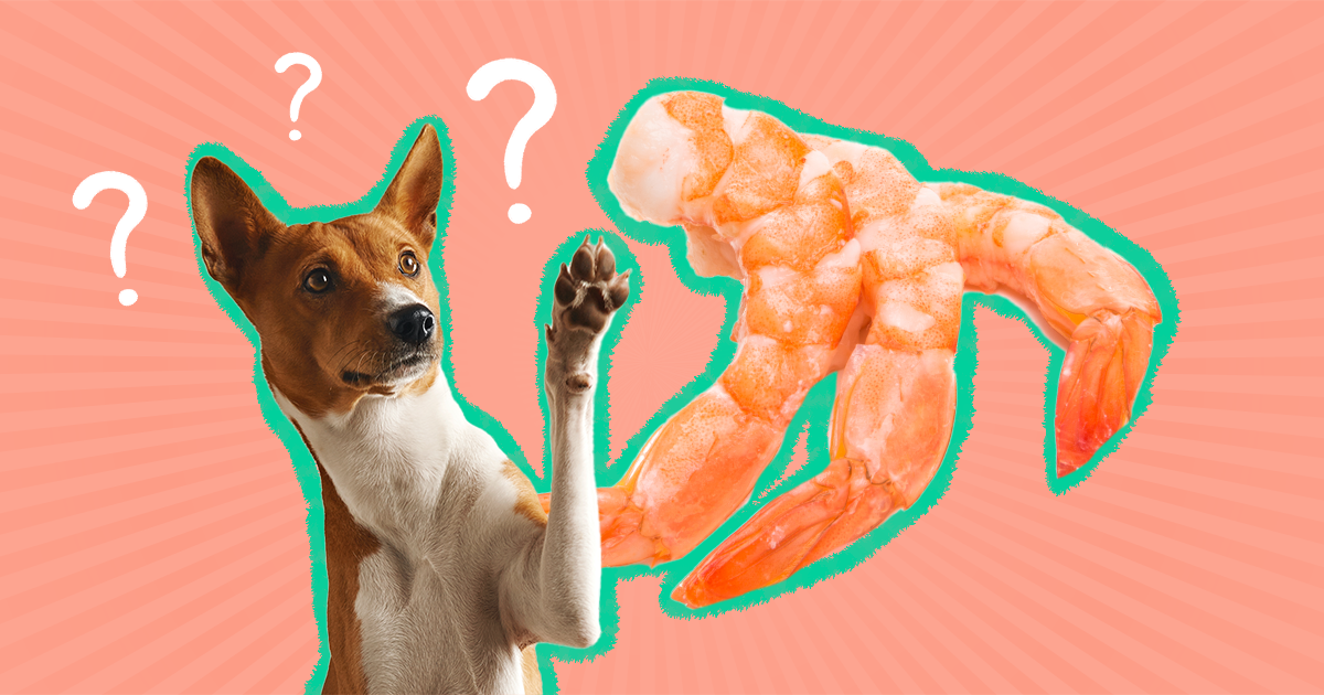 are shrimp shells bad for dogs