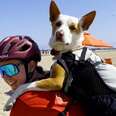 woman with bike helmet and dog on her shoulders