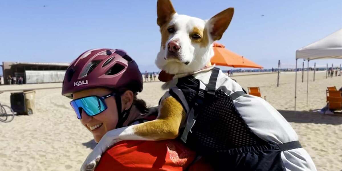 Rescue Dog Was Scared Of The World Until She Went On A Bike Ride With ...