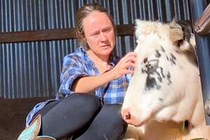 woman petting a calf