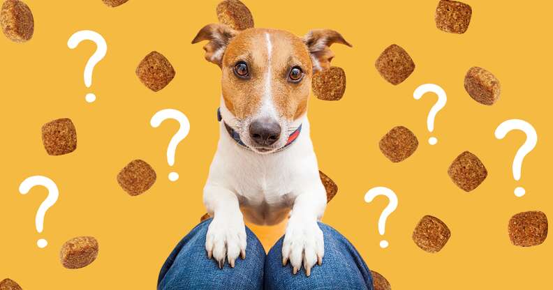 How Much to Feed a Puppy, According to Veterinarians