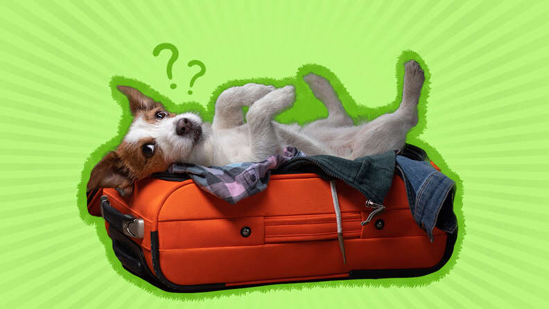 dog in a suitcase