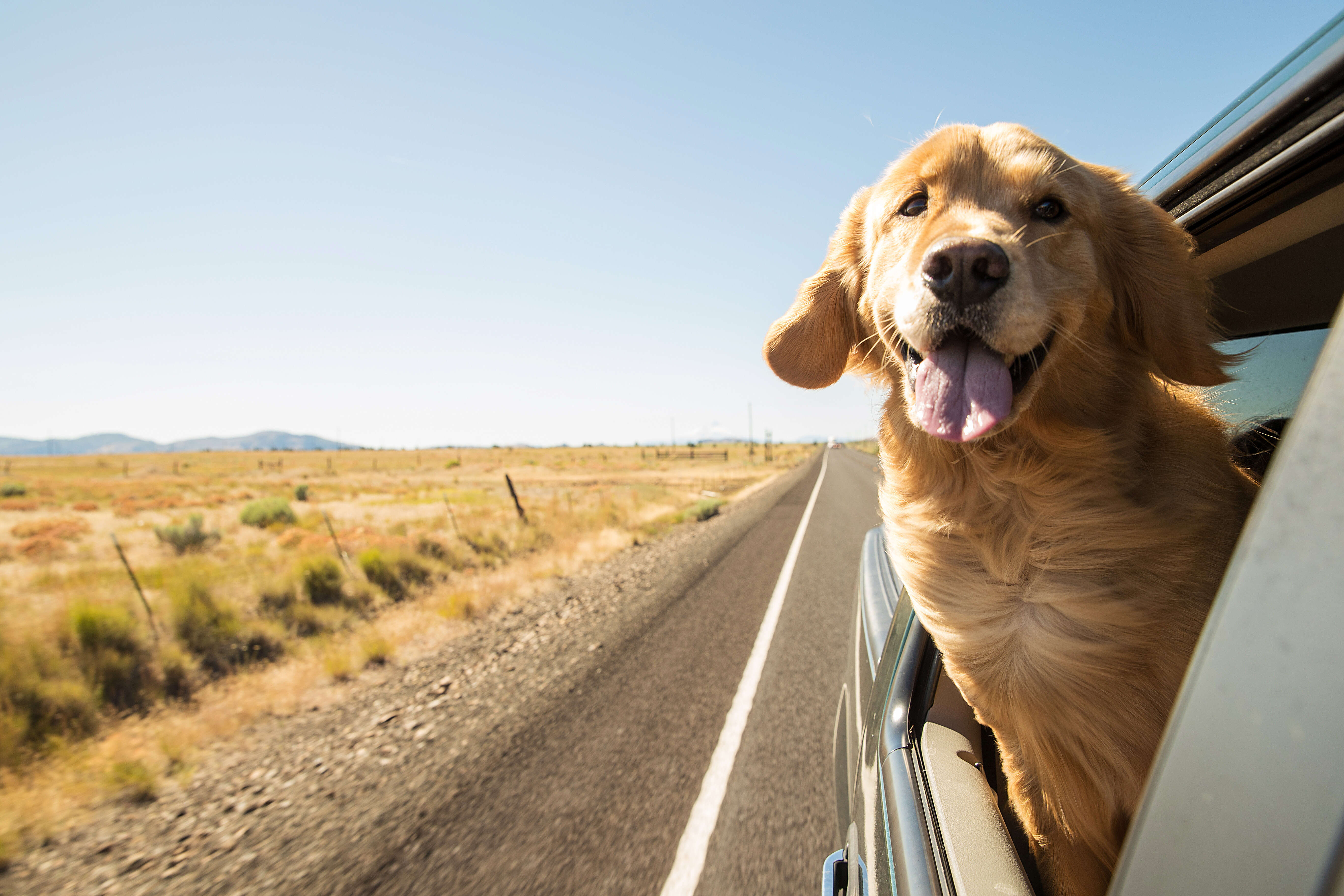 dog sticking head out car window