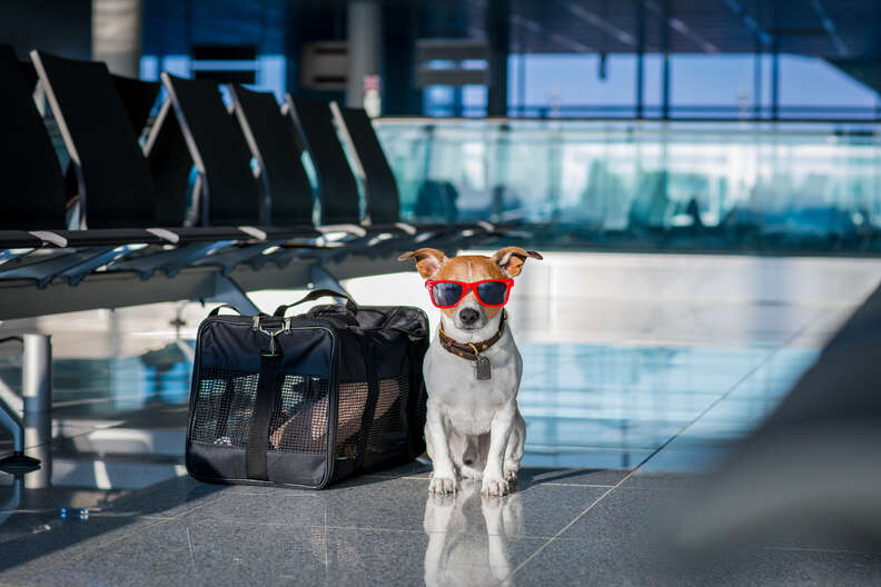 dog wearing sunglasses in an airport