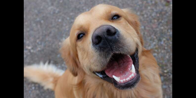 Do Dogs Smile And What About Laughing DodoWell The Dodo