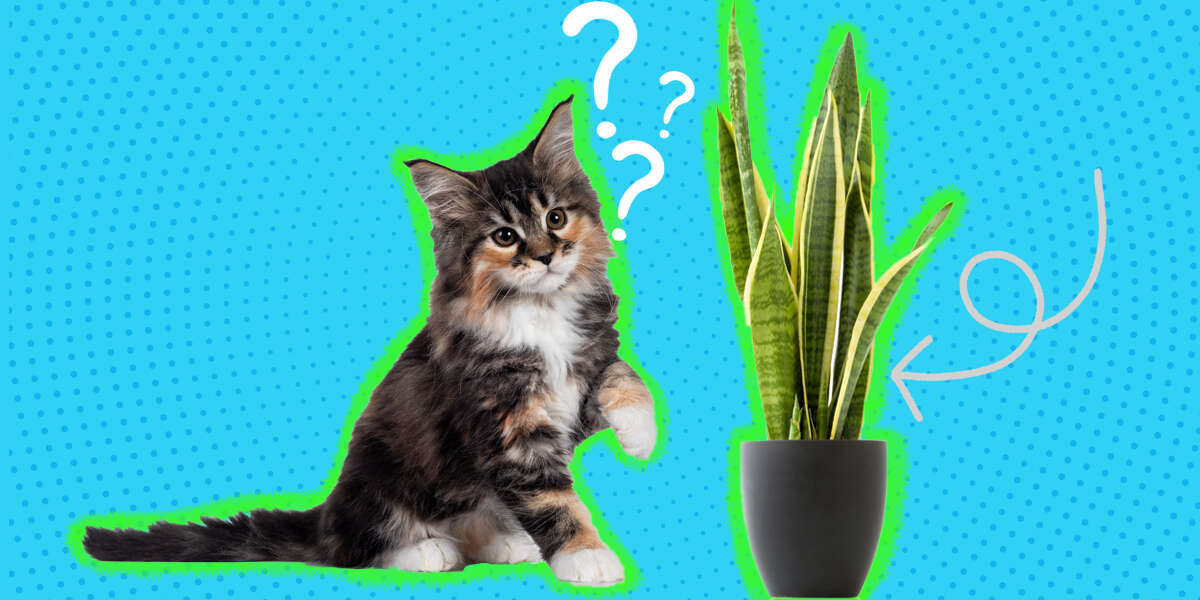 Are Snake Plants Toxic To Cats? What You Should Know - DodoWell The Dodo
