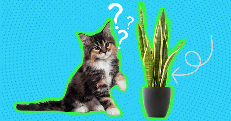 cat and snake plant