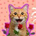 cat smiling with roses
