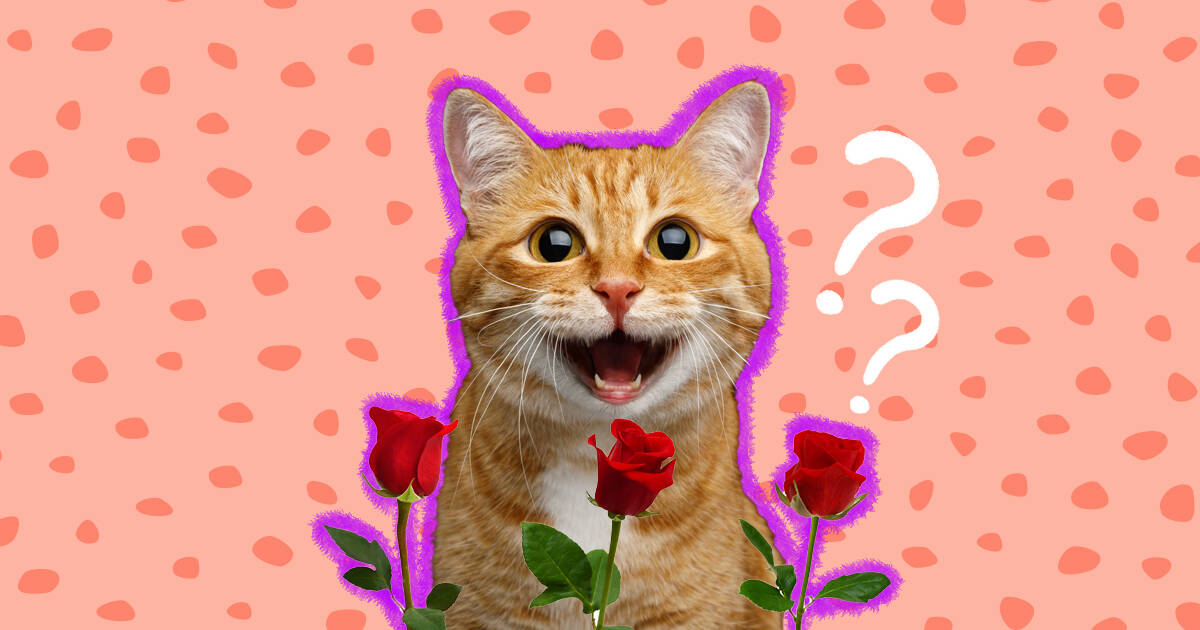 are red roses toxic to cats