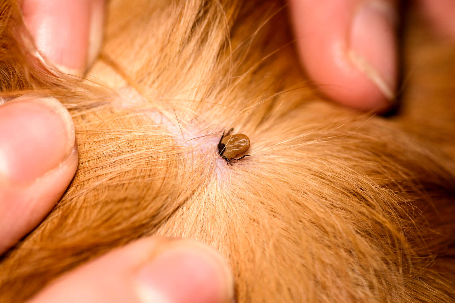 What Does A Tick Look Like On A Dog Photos And Tips From A Vet