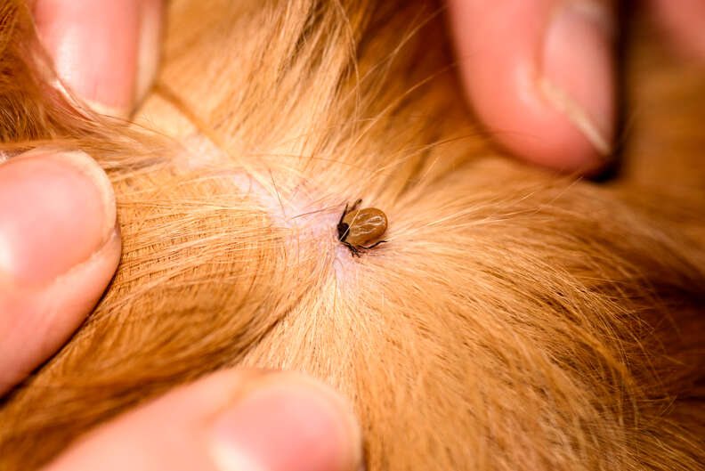 tick in dogs fur