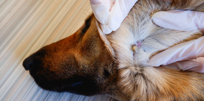 Understanding Canine Health: Identifying Signs of Ticks on Dogs and ...