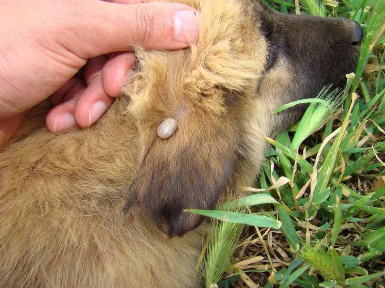 do ticks burrow under the skin of dogs