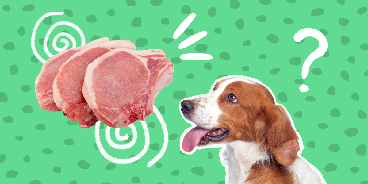 why you shouldnt feed your dog raw meat