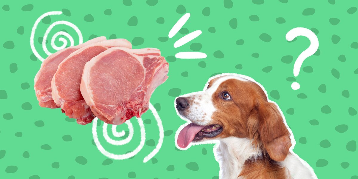 Can you feed 2024 your dog raw bacon