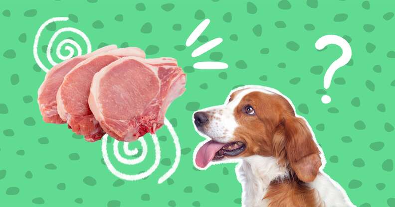 dog looking at piece of meat