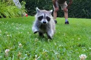 raccoon running in a field