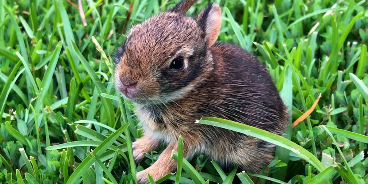 Lady Rescues A Newborn Rabbit And Raises Her Until She's Ready To Be ...