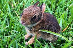 brown bunny sitting in grass