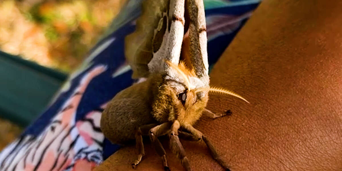 Giant Moth Trusts Her Rescuer To Raise Her Babies Videos The Dodo
