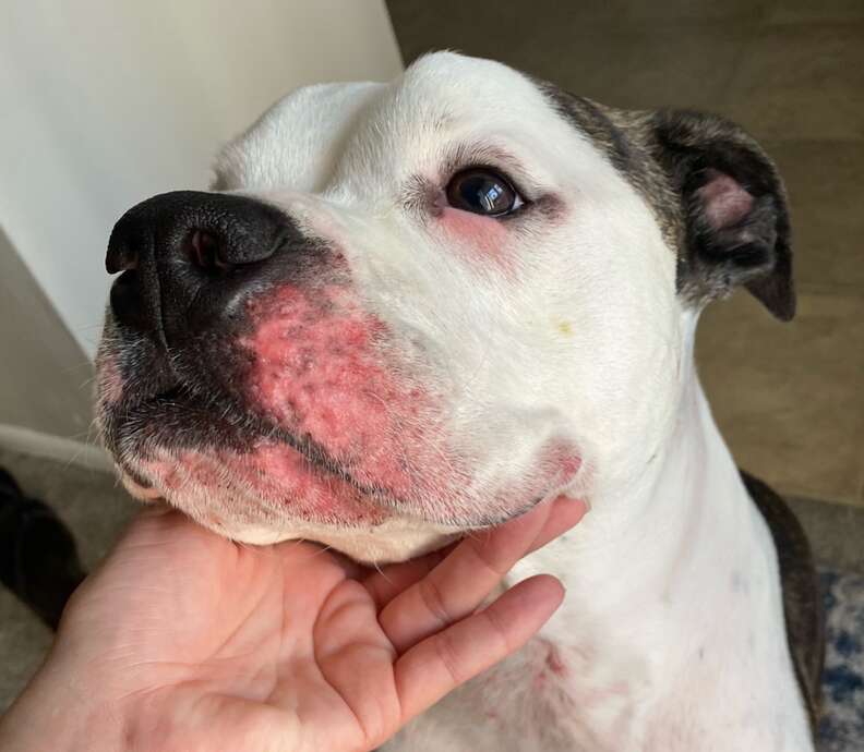 what does dermatitis look like on a dog