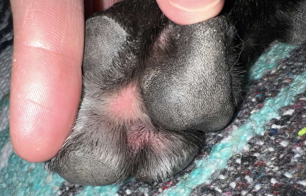 red paw pads on dog