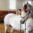 small dog standing on a white horse