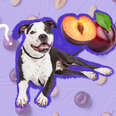 dog with plums