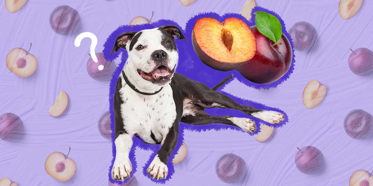 are red plums bad for dogs