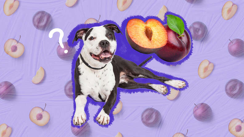 dog with plums