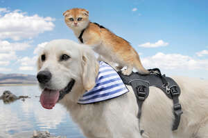 cat on top of dog with clouds in the background