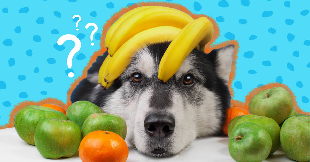 Fruits for outlet dogs