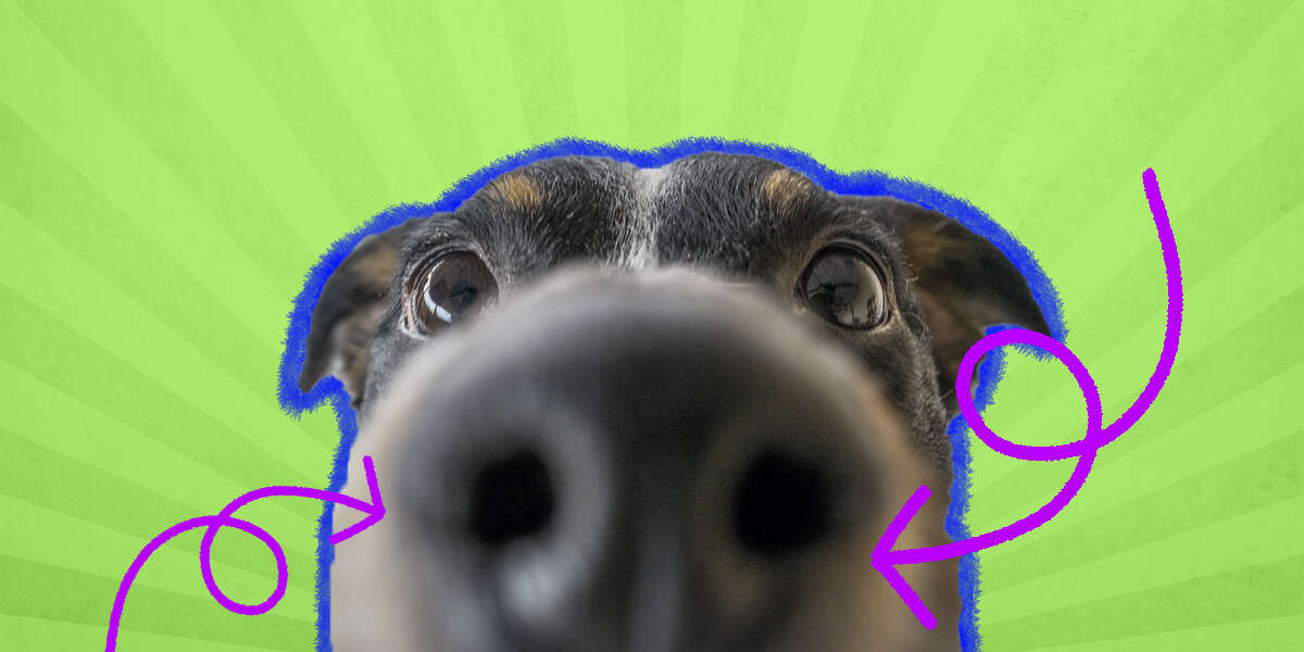 why do dogs wiggle their noses