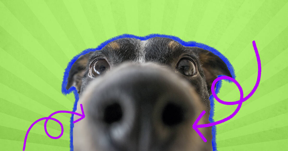 why do dogs noses twitch