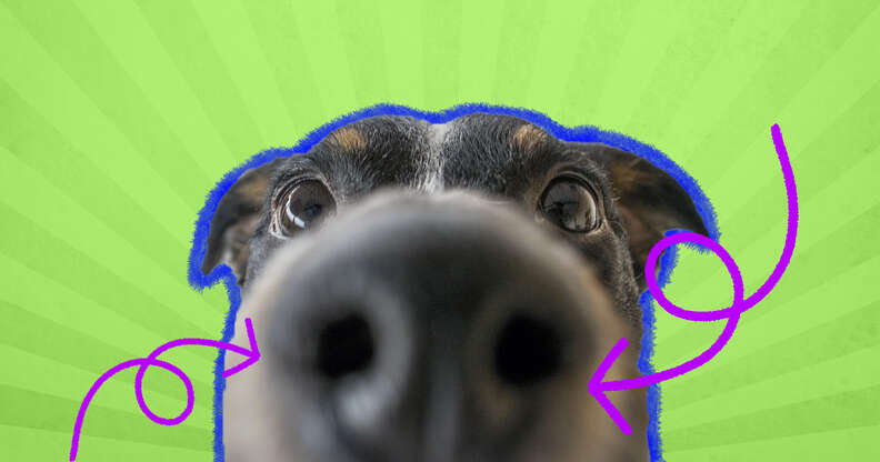 Why Does My Dog Nudge Me With His Nose? The Answer Revealed ...