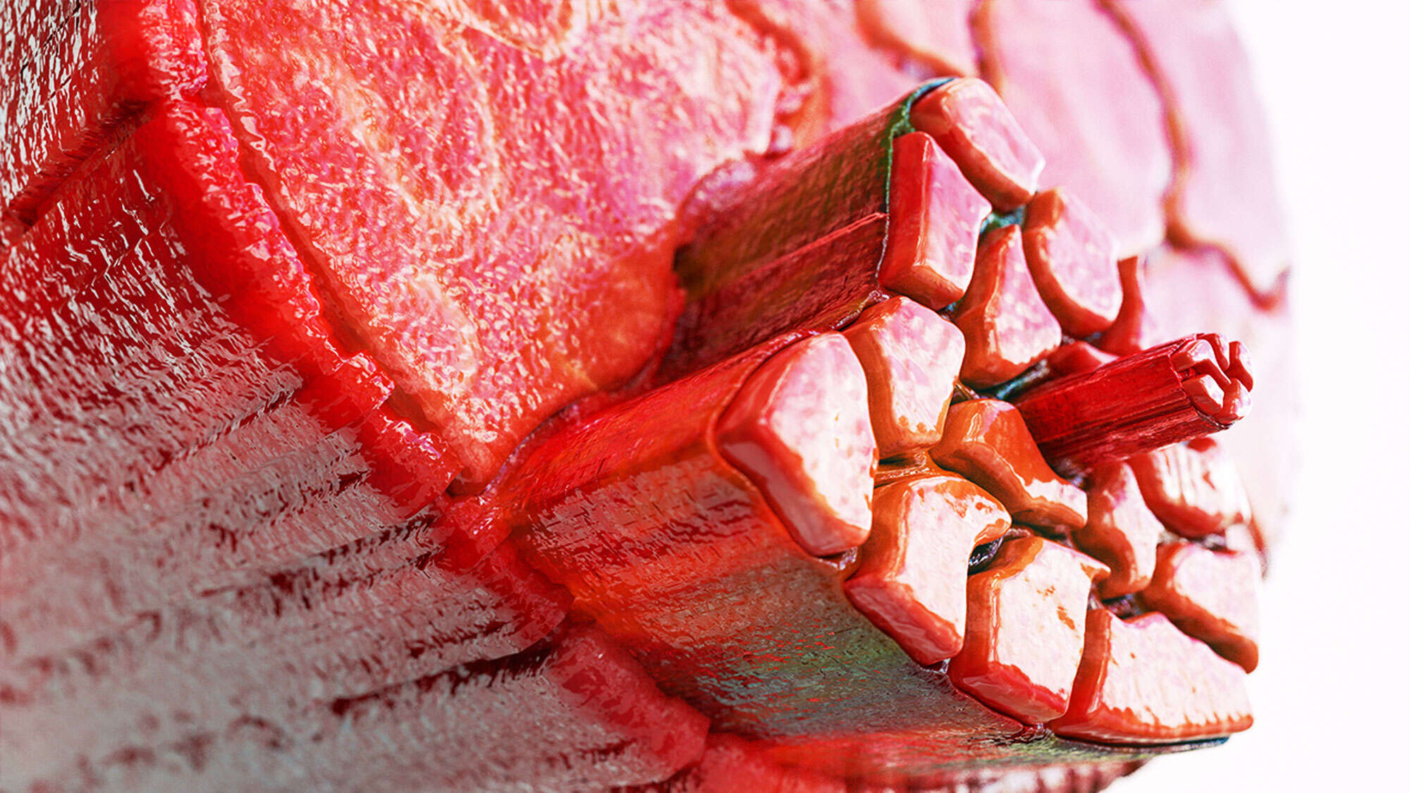 How to Build Muscle, According to Science