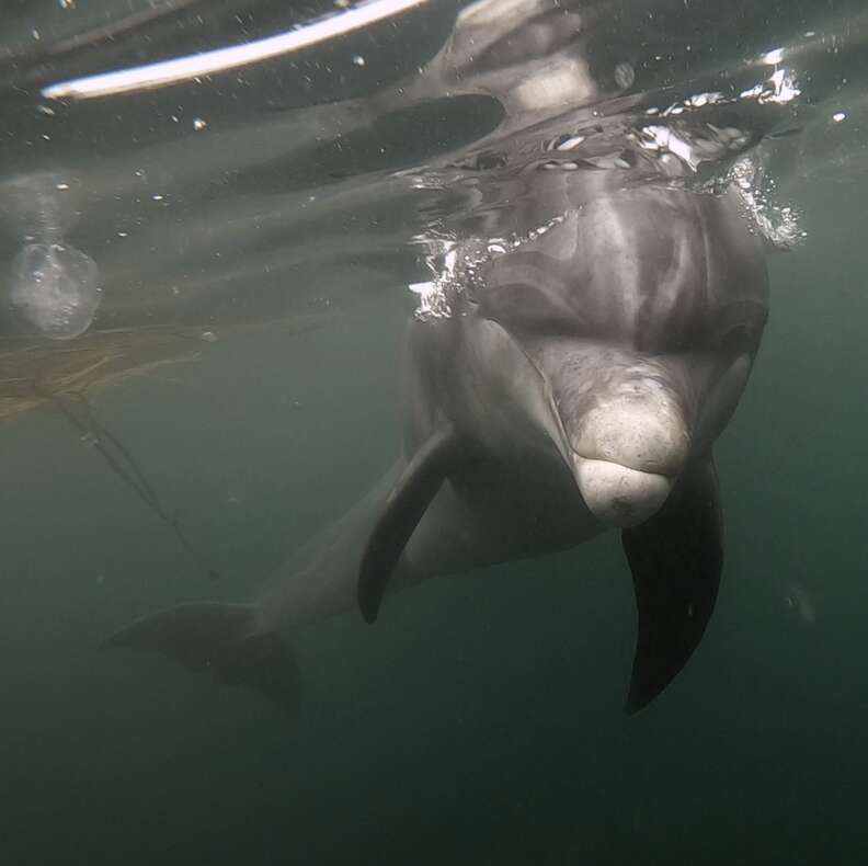 Dolphins Like to Play! - NWF