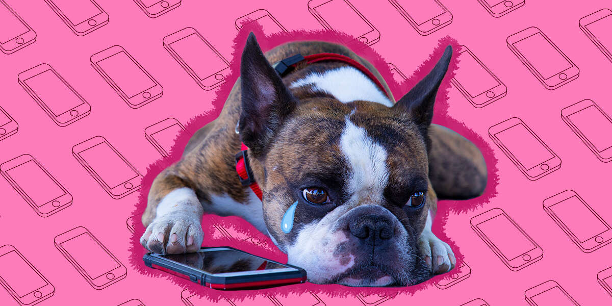 Can Your Dog Depressed If You Use Your Phone Too Much? An Animal