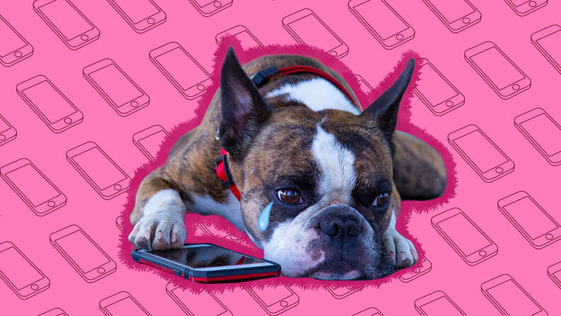 dog depressed when humans are on the phone