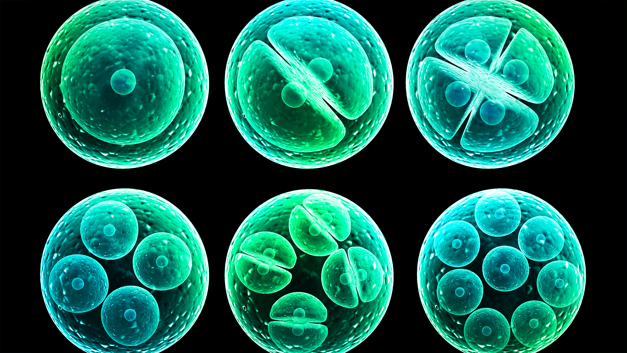 This Is How Your Body Makes New Cells