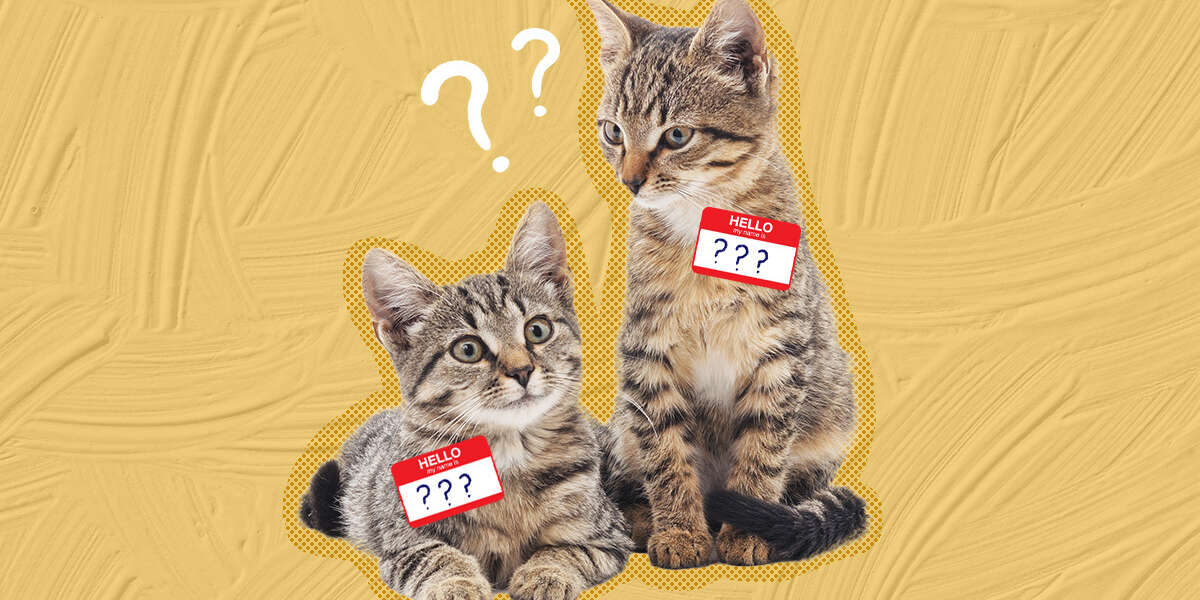 Cats Can Remember Each Other s Names Study Reveals DodoWell The Dodo