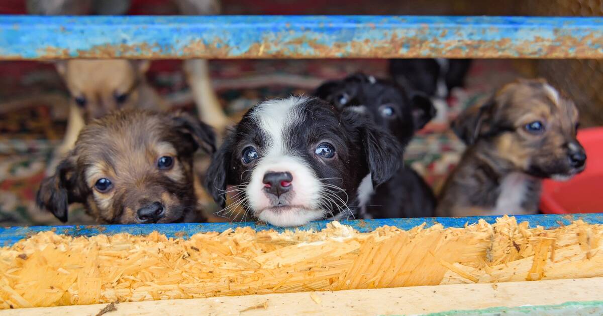Dallas Joins Growing List Of Places That Ban Selling Dogs And Cats In Pet  Stores - DodoWell - The Dodo
