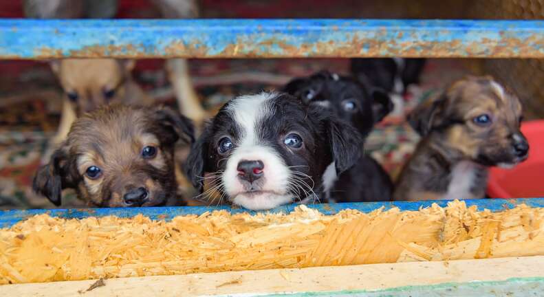 are pet stores allowed to sell puppies